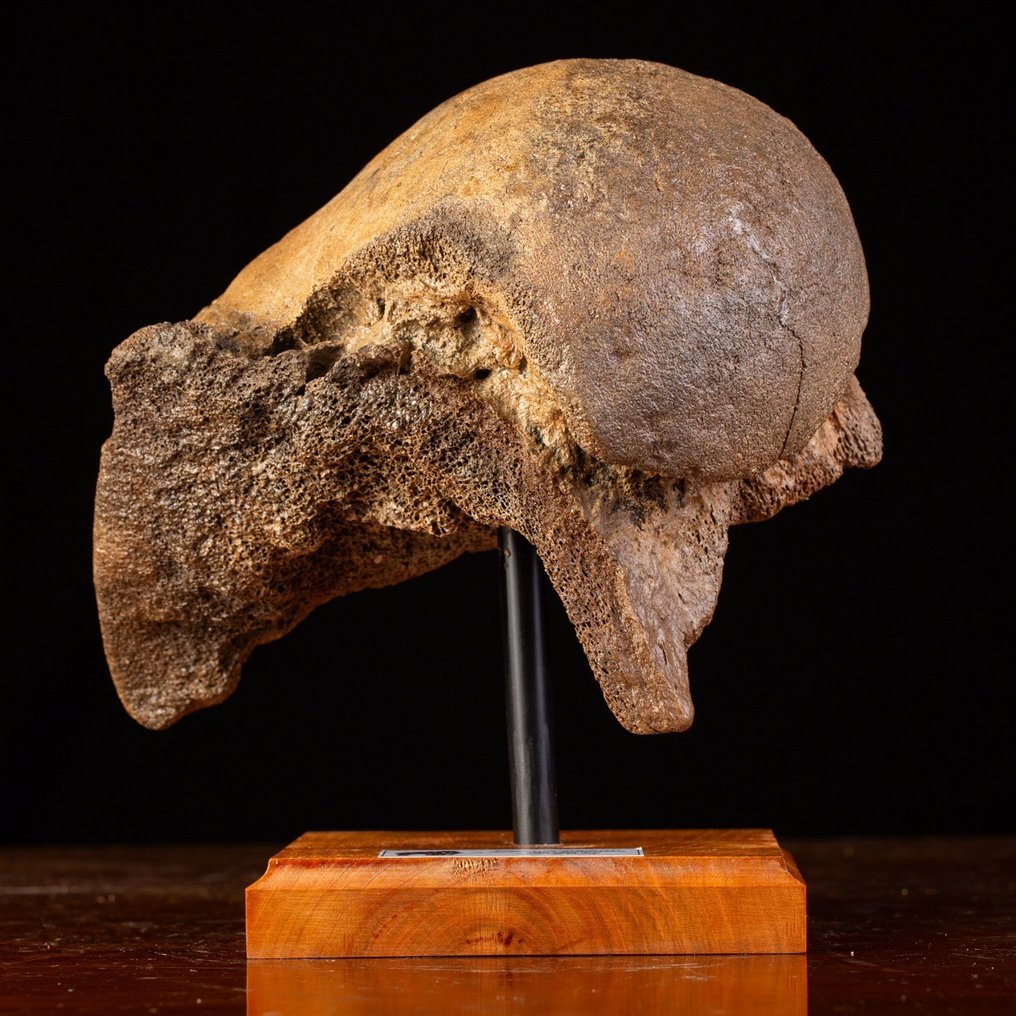 Μαλλιαρό μαμούθ - Απολιθωμένο μηριαίο οστό - Mammuthus primigenius - 26.5 cm - 26 cm #2.1