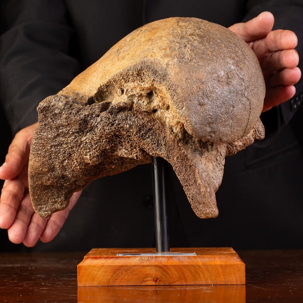 Μαλλιαρό μαμούθ - Απολιθωμένο μηριαίο οστό - Mammuthus primigenius - 26.5 cm - 26 cm #1.1
