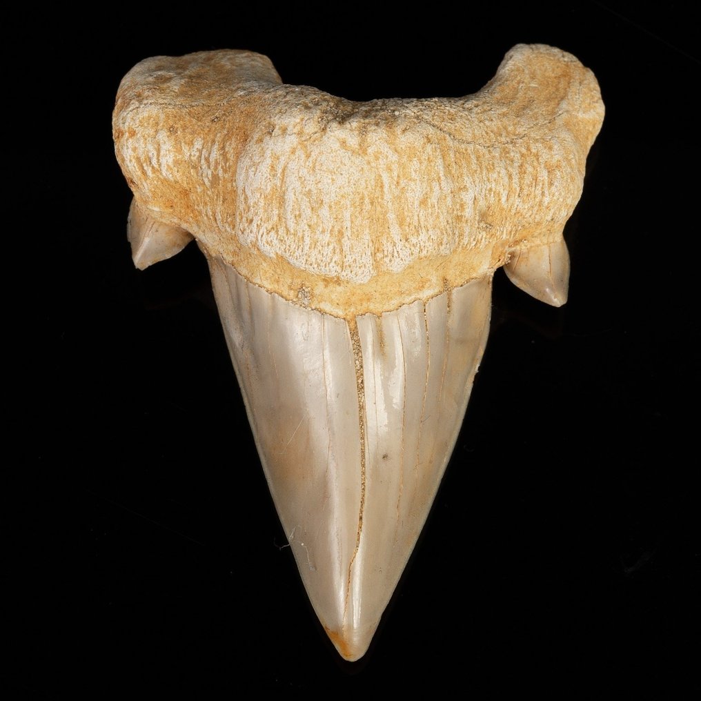 Καρχαρίας - Απολιθωμένο δόντι - Otodus obliquus - 6.4 cm #1.1