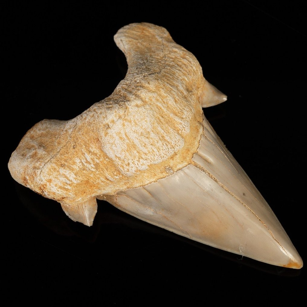 Hai - Fossiler Zahn - Otodus obliquus - 6.4 cm #2.1