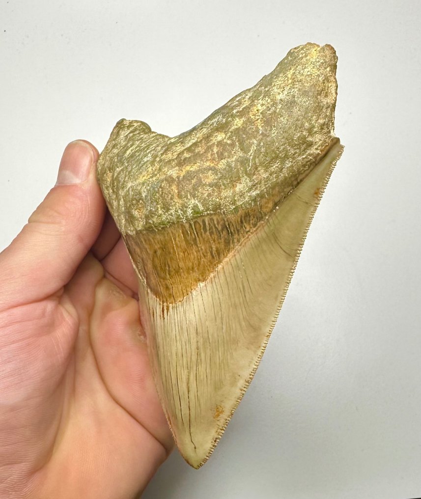 Megalodon - Fossiiliset hampaat - 11 cm - 8 cm #2.1