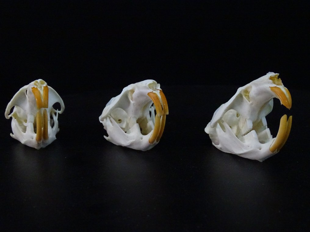 Μάσκρατ Κρανίο - Ondatra zibethicus - 0 cm - 0 cm - 0 cm- non-CITES species -  (3) #3.2