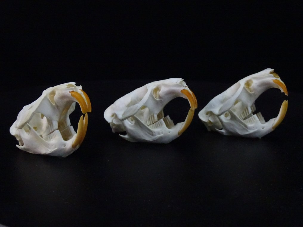 Μάσκρατ Κρανίο - Ondatra zibethicus - 0 cm - 0 cm - 0 cm- non-CITES species -  (3) #2.1