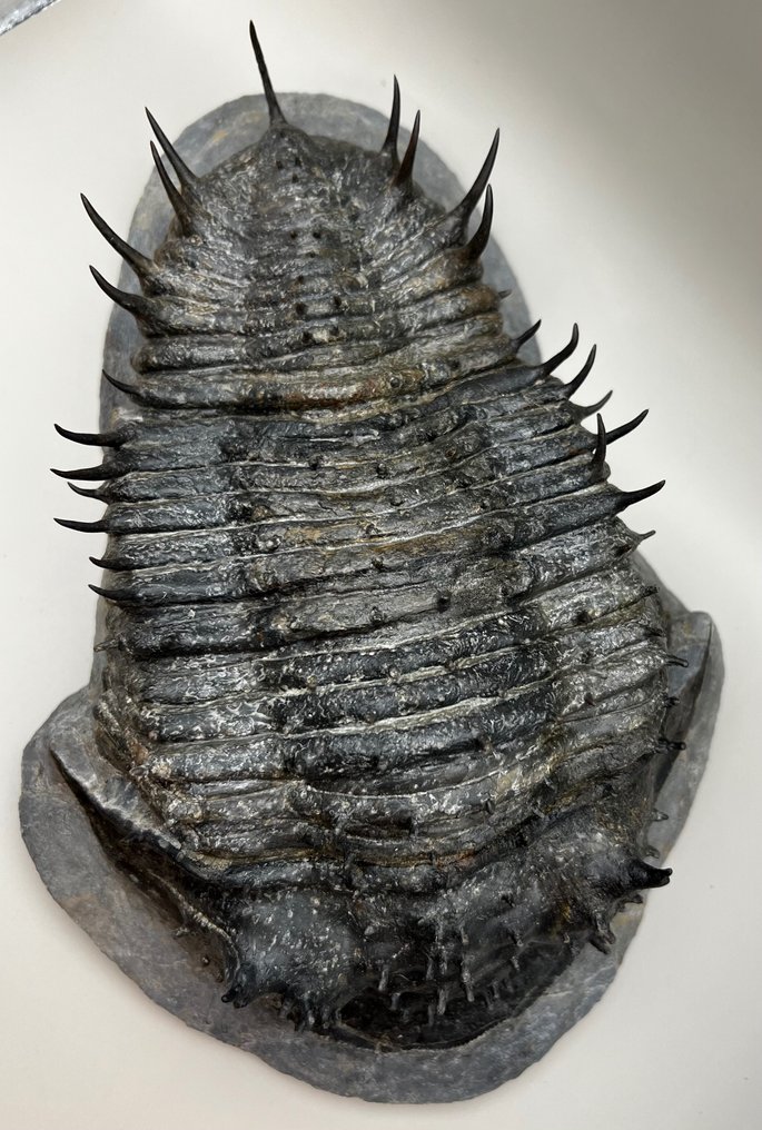 獨一無二的稀有三葉蟲 - Fossil matrix - Scabrella - 9.6 cm - 29 cm #2.1