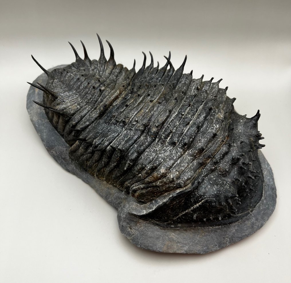 獨一無二的稀有三葉蟲 - Fossil matrix - Scabrella - 9.6 cm - 29 cm #1.2