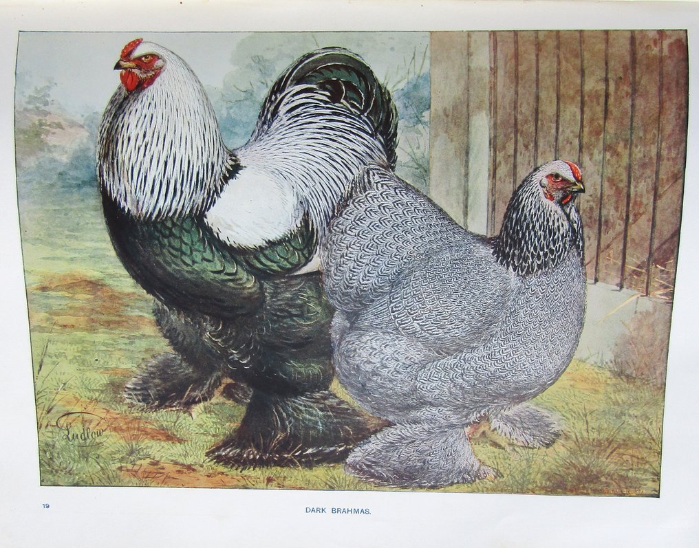 S. H. Lewer - Wright's Book of Poultry - 1915 #1.0