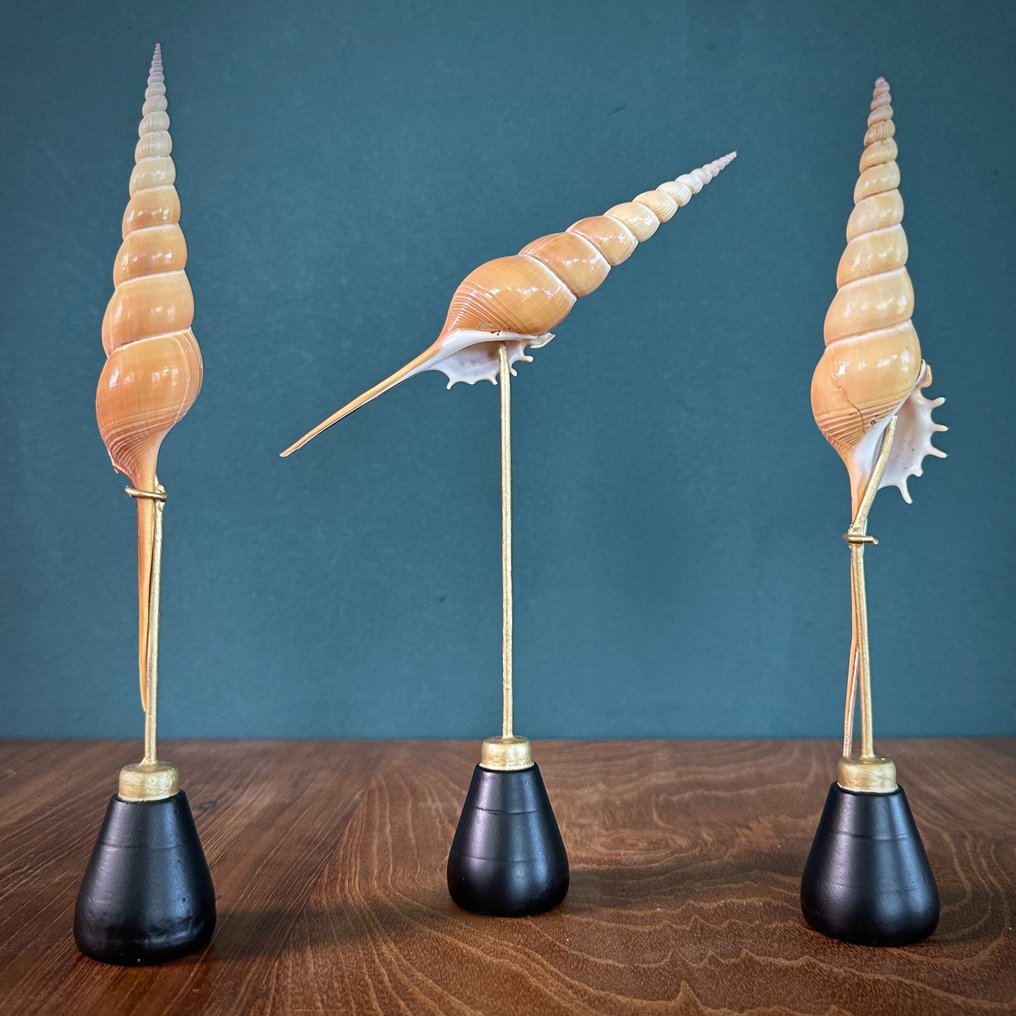 Set of 3 Tibia Fusus on custom stands - Sea shell - Shinbone Tibia Gastropod  (No reserve price) #4.3