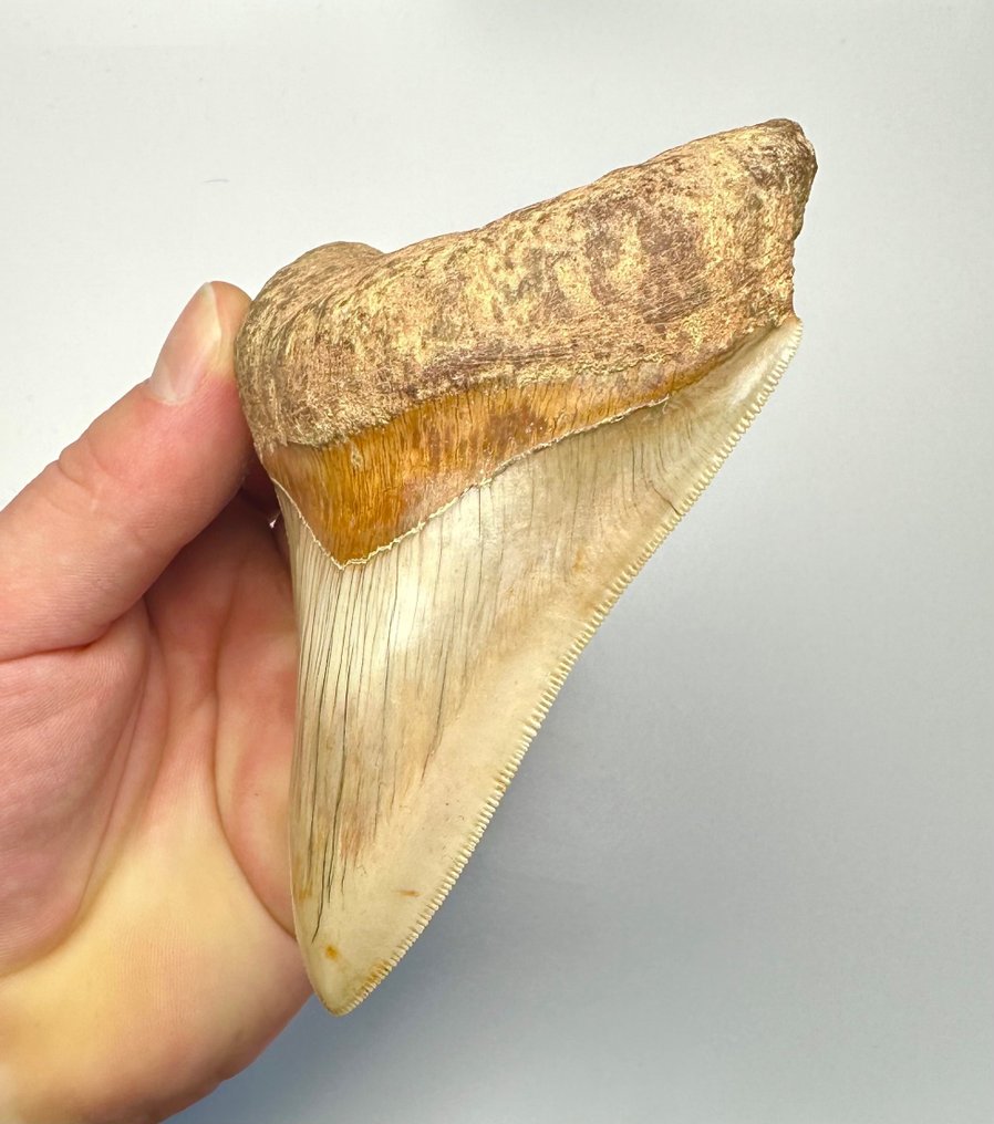 巨齿鲨 - 牙齿化石 - 11 cm - 8 cm #1.2