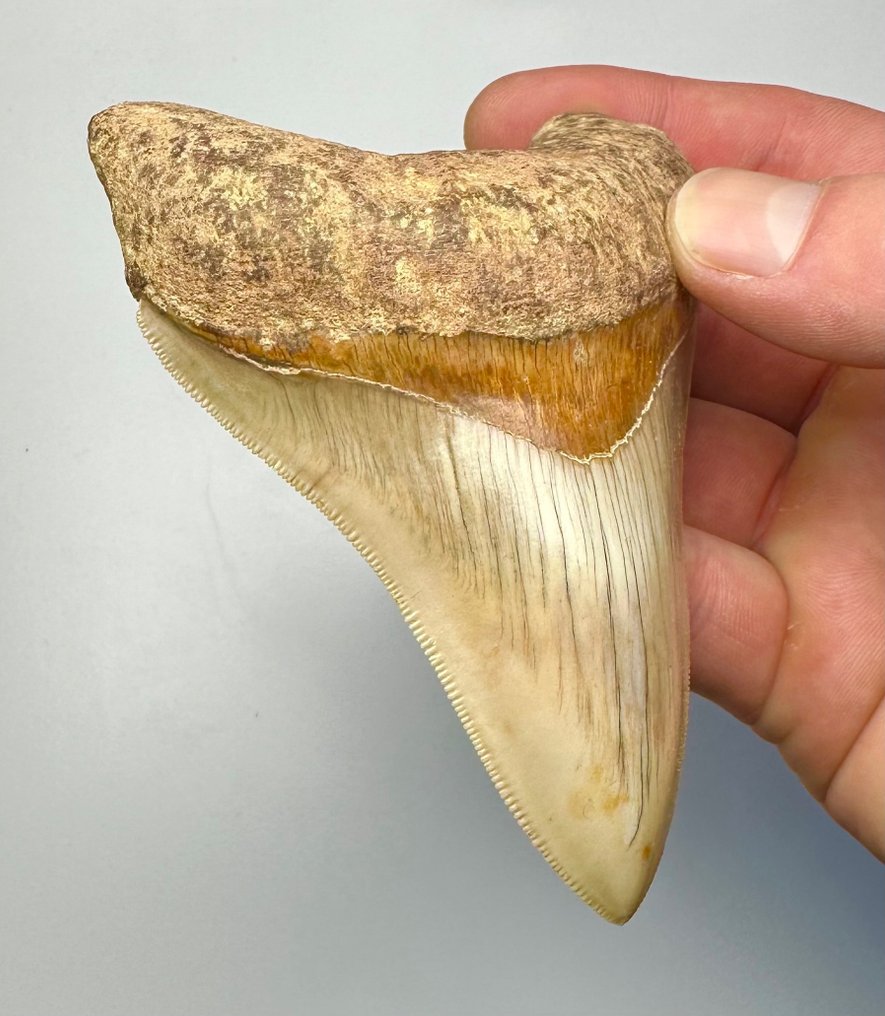 巨齿鲨 - 牙齿化石 - 11 cm - 8 cm #2.1