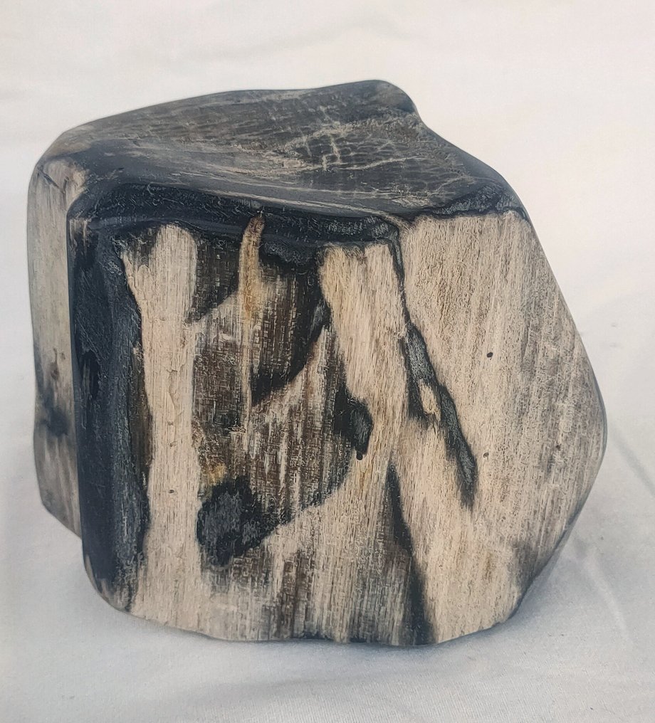 硅化木 - 化石木材 - diptocarpus #2.2