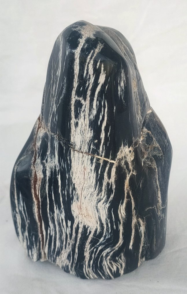 硅化木 - 化石木材 - diptocarpus #3.1