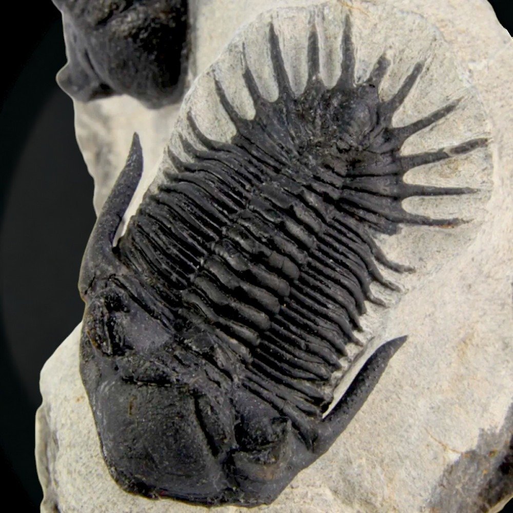 Ζεύγος Τριλοβιτών στην Αρχική Μηχανή. - Απολιθωμένο ζώο - Mrakibina Cattoi - Exclusive Fossil Specimen - 120 mm - 60 mm #2.1