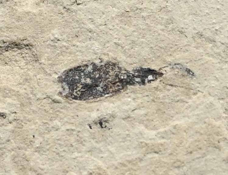 猶他州博南扎綠河組。 - plate matrix化石 - RARE Bird Feather with beetle #2.1