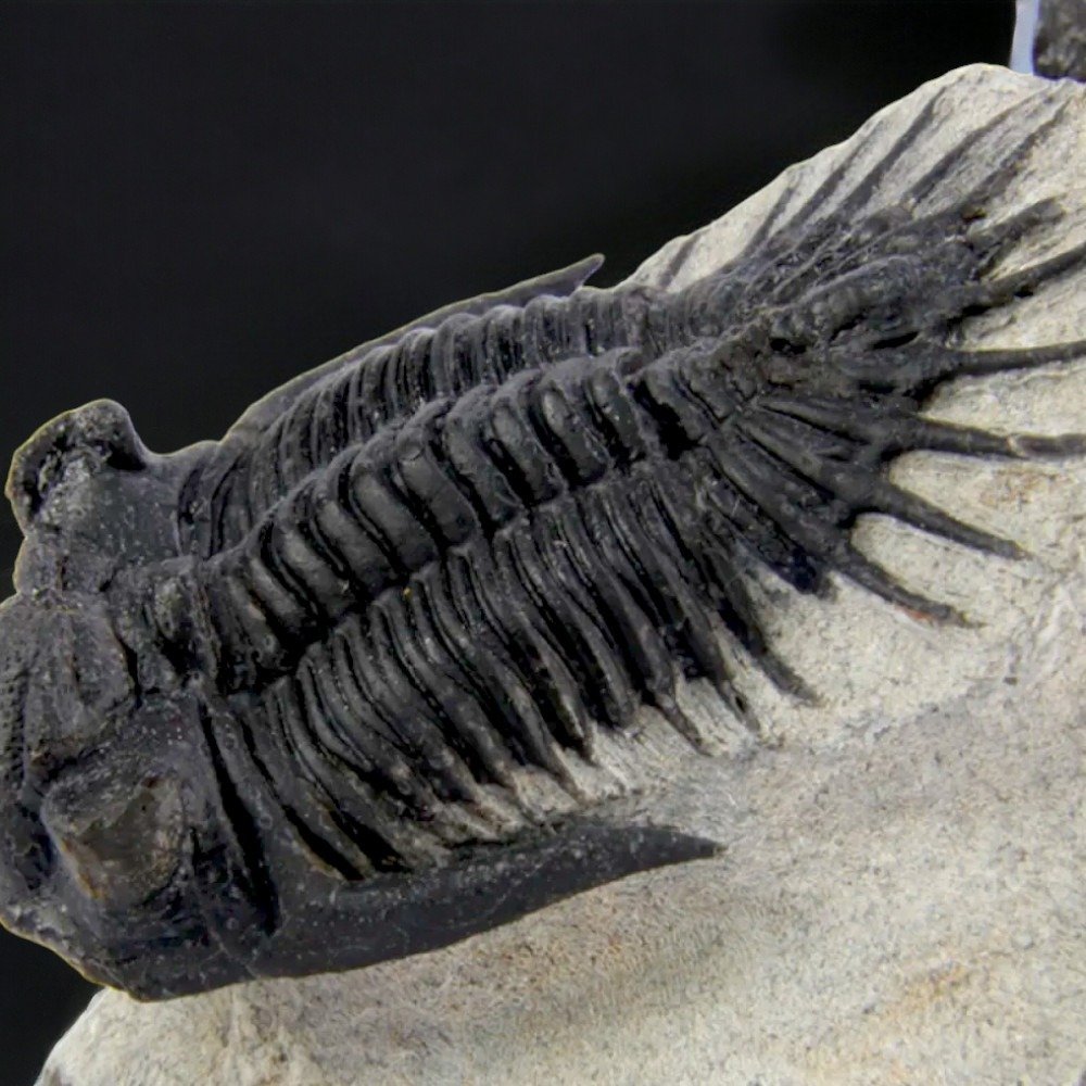 Ζεύγος Τριλοβιτών στην Αρχική Μηχανή. - Απολιθωμένο ζώο - Mrakibina Cattoi - Exclusive Fossil Specimen - 120 mm - 60 mm #4.3