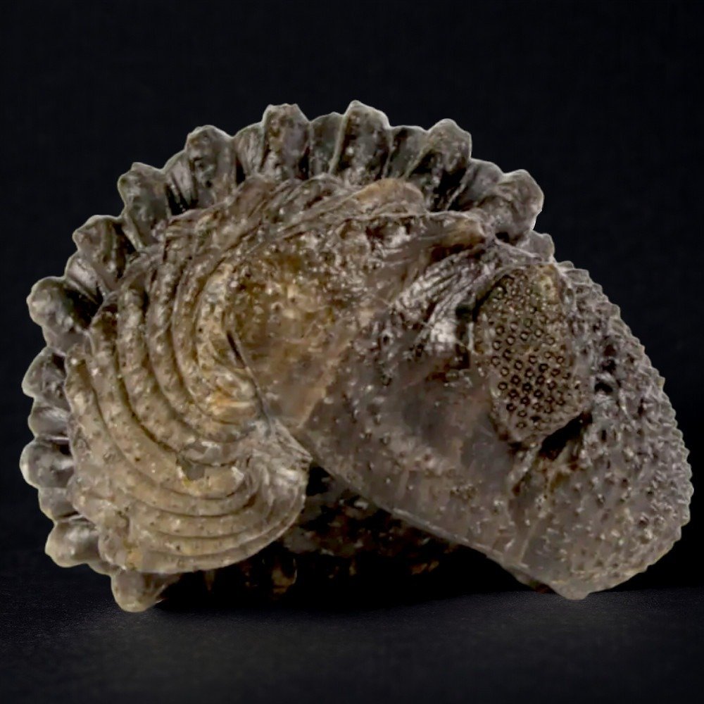 Trilobite - Fosszilizálódott állat - Drotops megalomanicus - 73 mm - 72 mm #2.1