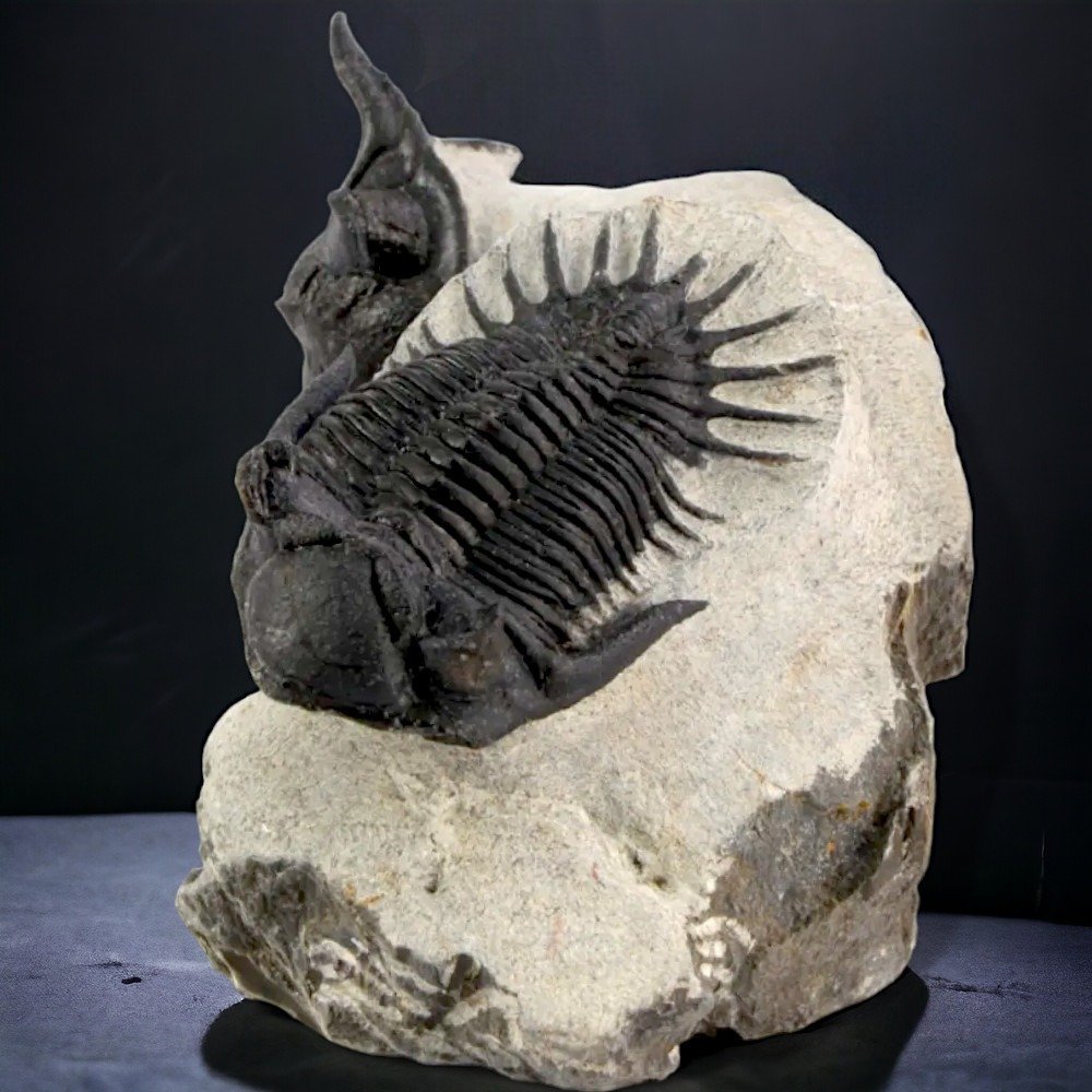 Ζεύγος Τριλοβιτών στην Αρχική Μηχανή. - Απολιθωμένο ζώο - Mrakibina Cattoi - Exclusive Fossil Specimen - 120 mm - 60 mm #1.0