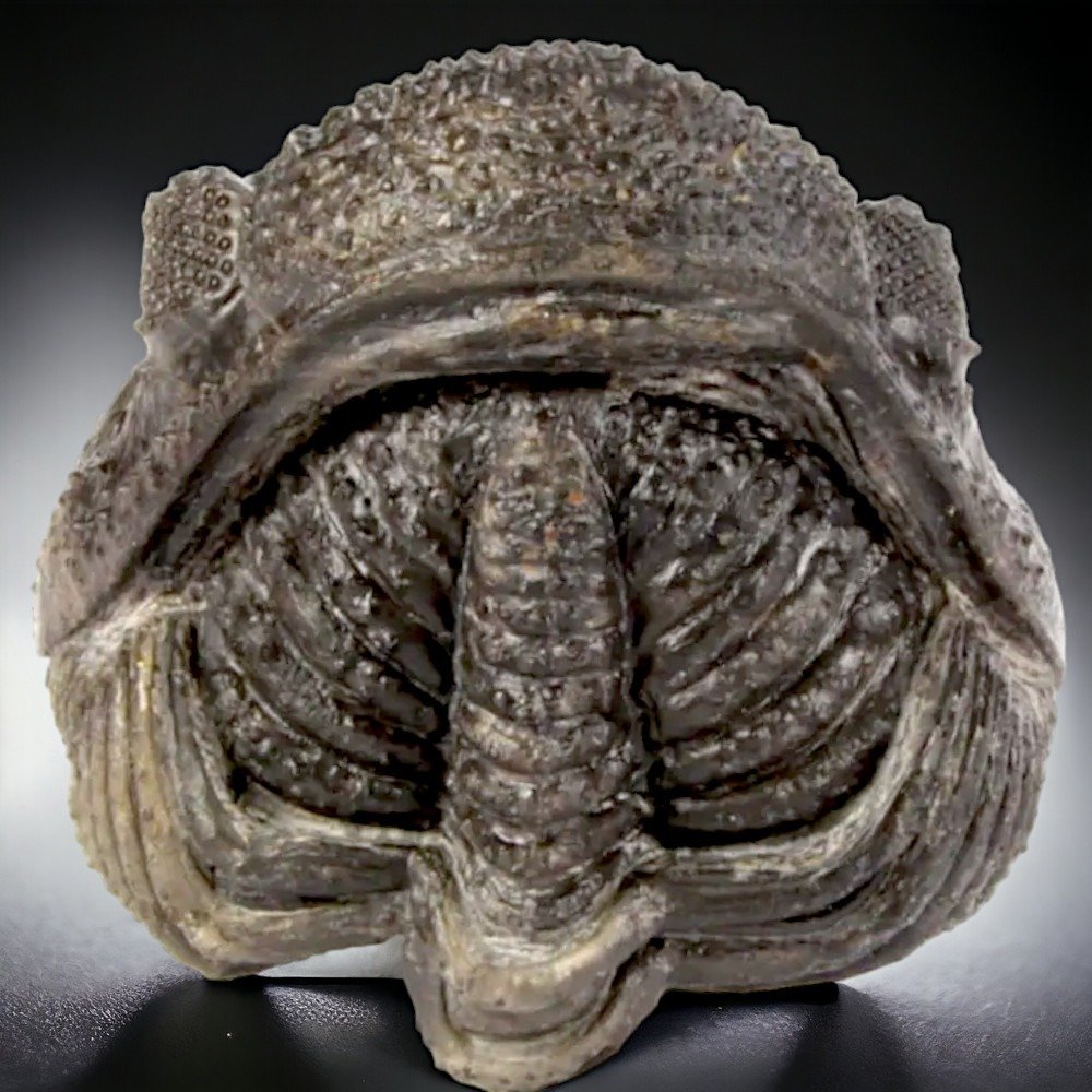 Trilobite - Fosszilizálódott állat - Drotops megalomanicus - 73 mm - 72 mm #1.1