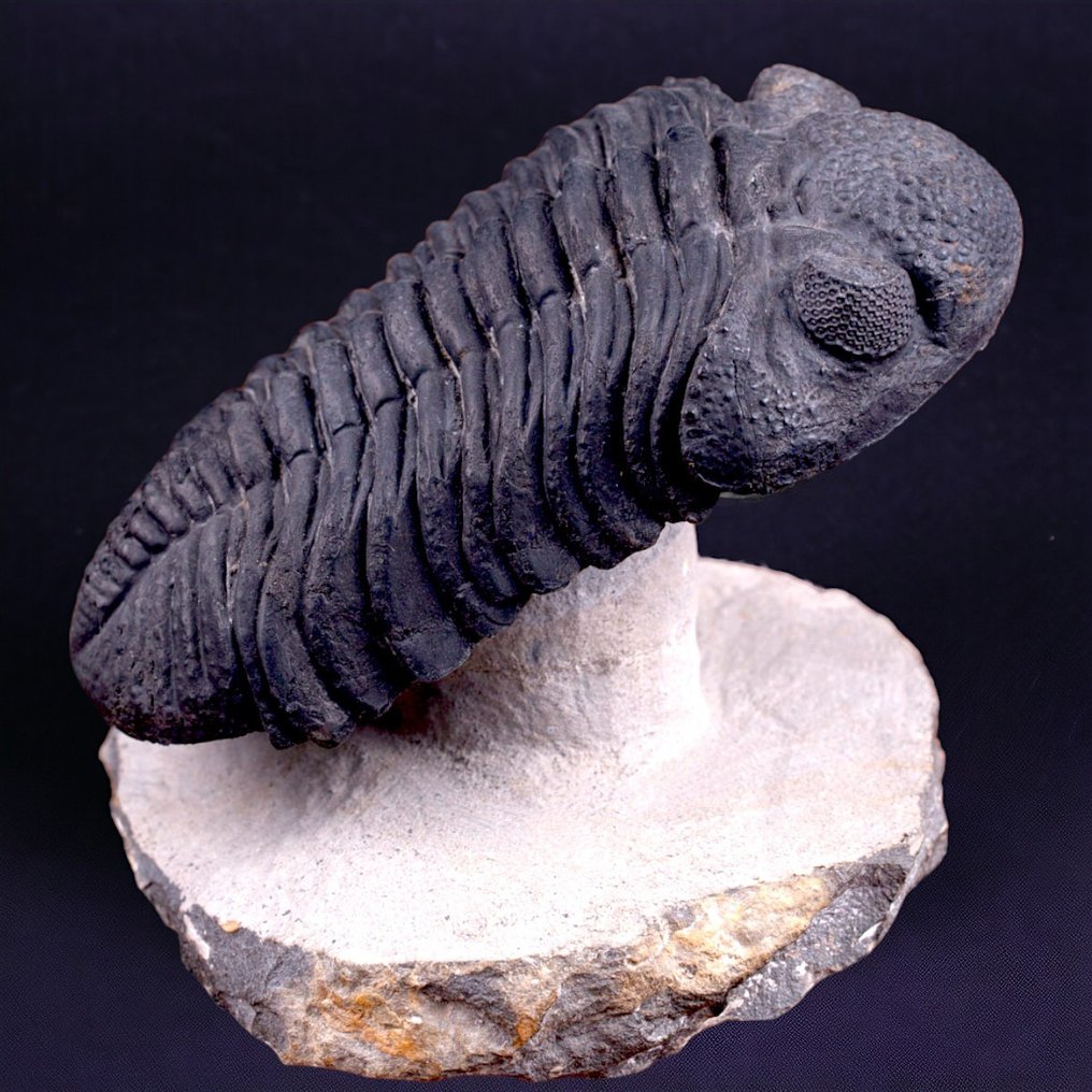 Beautiful Trilobite Fossil XL. - Fossil skeleton - Trilobite Drotops Megalomanicus. - 120 mm - 70 mm #1.1