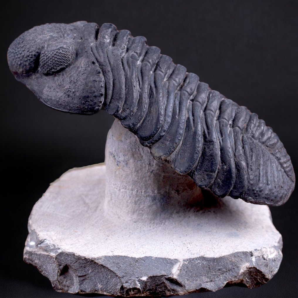 Vacker Trilobite Fossil XL. - Fossilt skelett - Trilobite Drotops Megalomanicus. - 120 mm - 70 mm #1.2