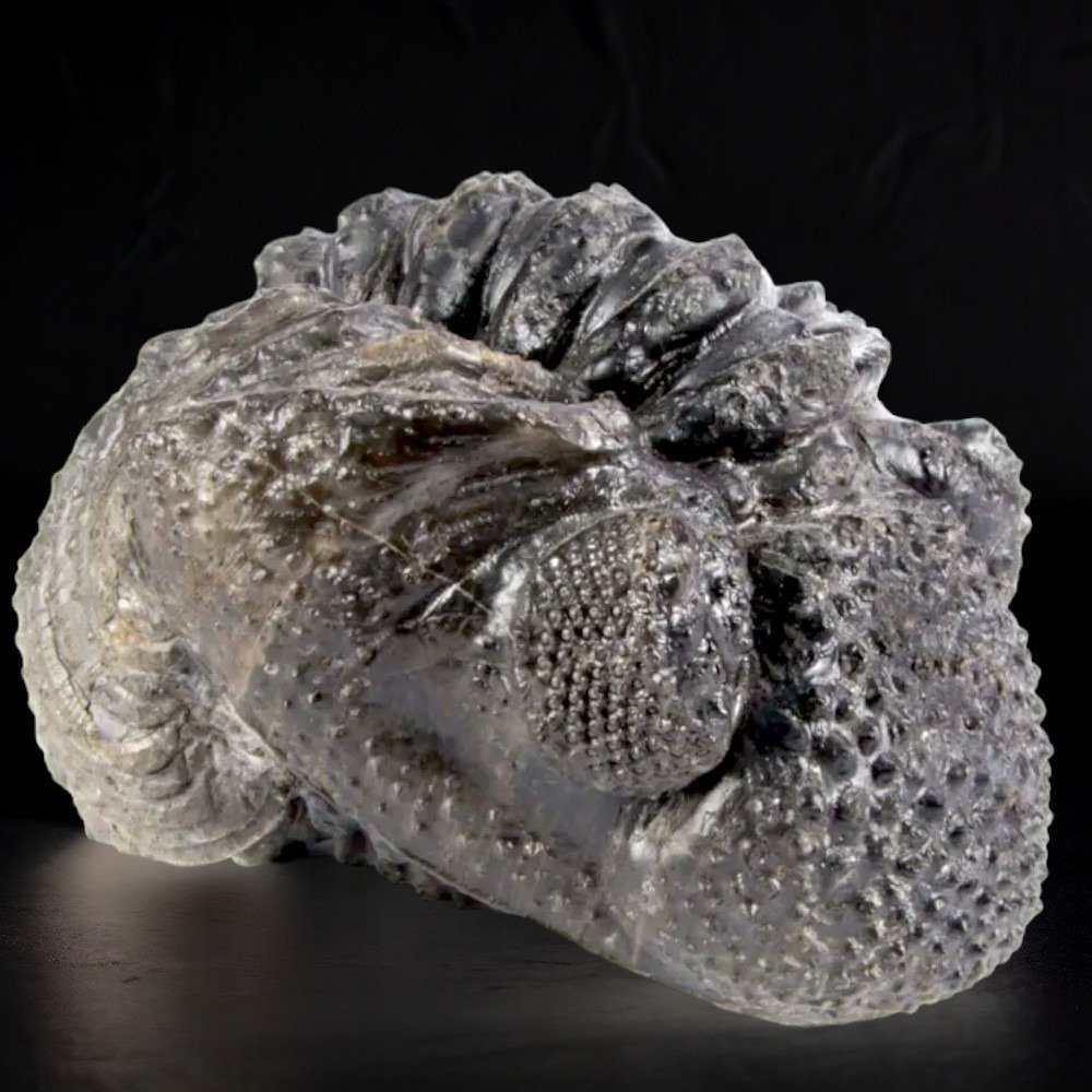 Trilobite - Fosszilizálódott állat - Drotops megalomanicus - 73 mm - 72 mm #1.2
