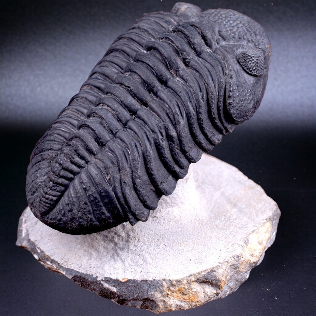 Vacker Trilobite Fossil XL. - Fossilt skelett - Trilobite Drotops Megalomanicus. - 120 mm - 70 mm #2.1