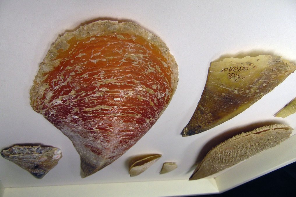 Conchas ┼ Mural ┼ Preparación taxidérmica de pared - verschiedene Cassidae - 56 cm - 56 cm - 5 cm - Especie no CITES - 7 #2.1