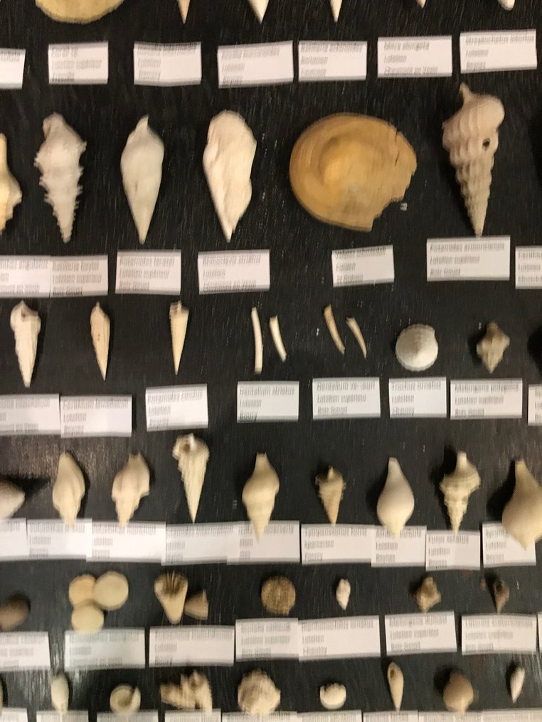 lotto Composto da un'ampia collezione di fossili dell'Eocene del bacino di Parigi (147 specie) - Guscio fossilizzato #3.2
