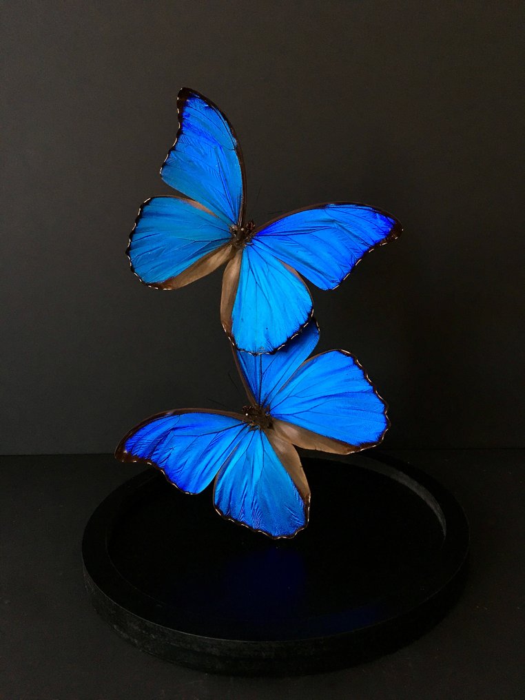 Farfalla Allestimento tassidermico a corpo intero - Morpho didius - 30 cm - 20 cm - 20 cm - Specie non CITES #1.0