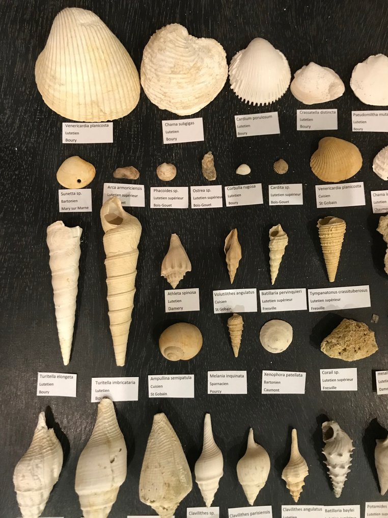 lotto Composto da un'ampia collezione di fossili dell'Eocene del bacino di Parigi (147 specie) - Guscio fossilizzato #2.2