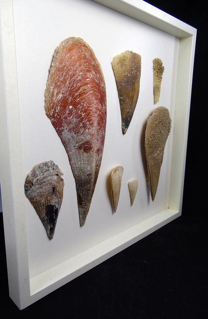 Conchas ┼ Mural ┼ Preparación taxidérmica de pared - verschiedene Cassidae - 56 cm - 56 cm - 5 cm - Especie no CITES - 7 #1.1