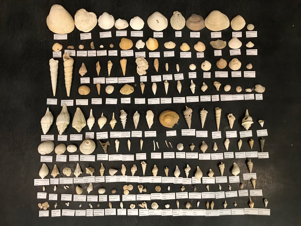 Los mit umfangreicher Sammlung eozäner Fossilien aus dem Pariser Becken (147 Arten) - Versteinerte Muschel #1.1