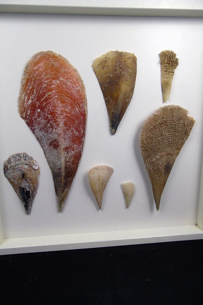 Conchas ┼ Mural ┼ Preparación taxidérmica de pared - verschiedene Cassidae - 56 cm - 56 cm - 5 cm - Especie no CITES - 7 #1.2