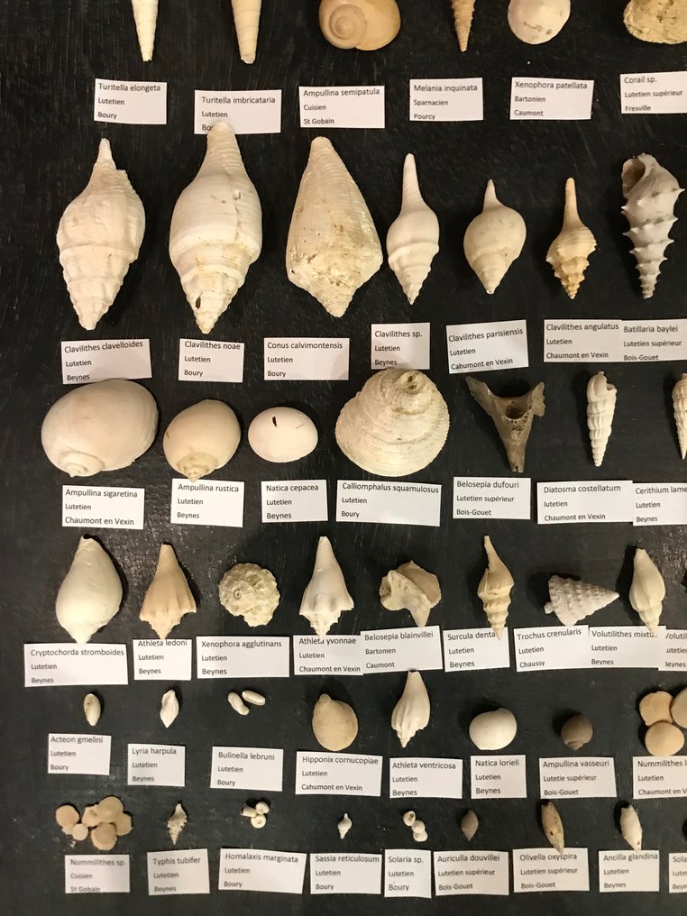 lot care cuprinde o colecție extinsă de fosile eocene din bazinul Parisului (147 de specii) - Cochilie fosilizată #3.1