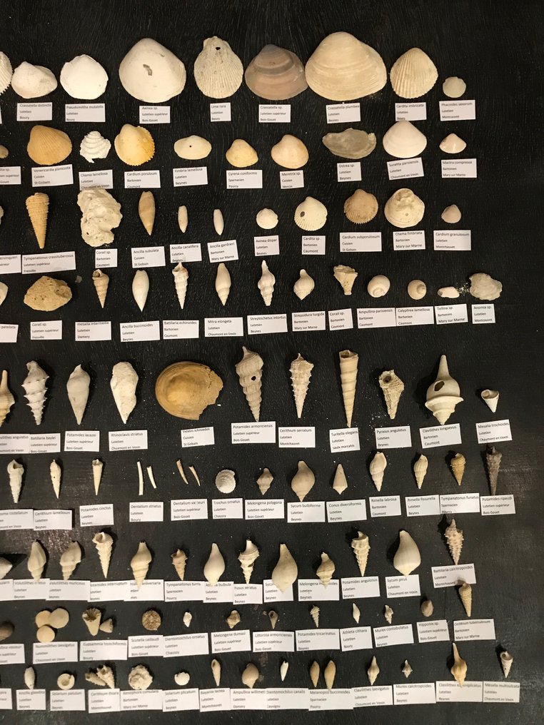Los mit umfangreicher Sammlung eozäner Fossilien aus dem Pariser Becken (147 Arten) - Versteinerte Muschel #2.1