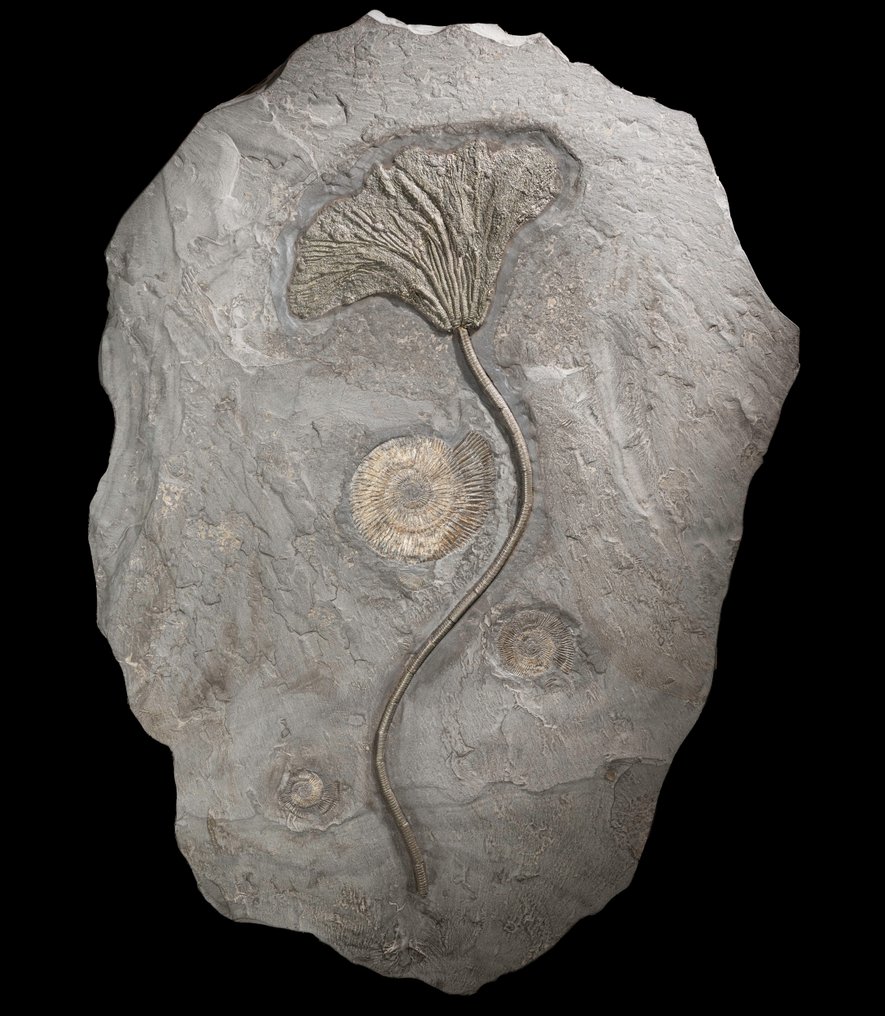 Einzelstück - Crinoide mit fein verzweigter Krone - mit Ammoniten - Tierfossil - Seirocrinus subangularis - 63 cm - 46 cm #1.1
