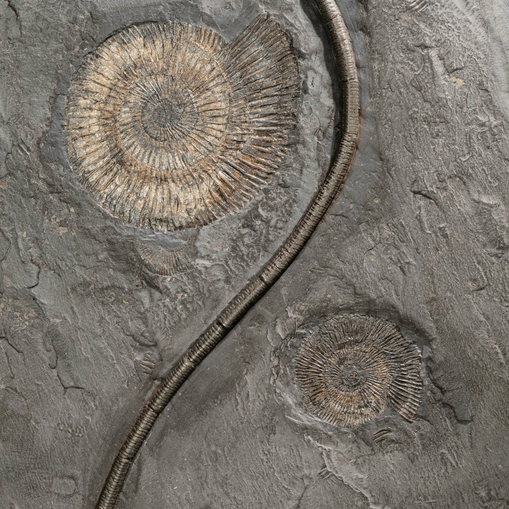 Einzelstück - Crinoide mit fein verzweigter Krone - mit Ammoniten - Tierfossil - Seirocrinus subangularis - 63 cm - 46 cm #2.1