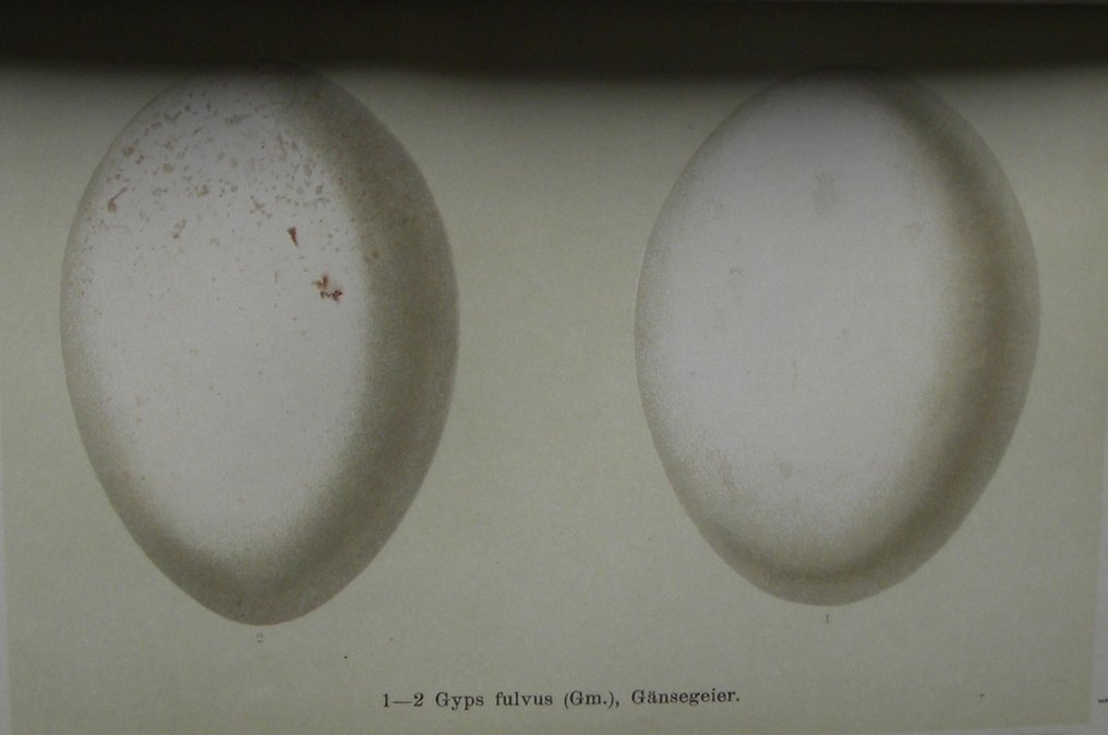 Dr. Eugène Rey - Die Eier der Vögel Mitteleuropas - 1905 #1.0