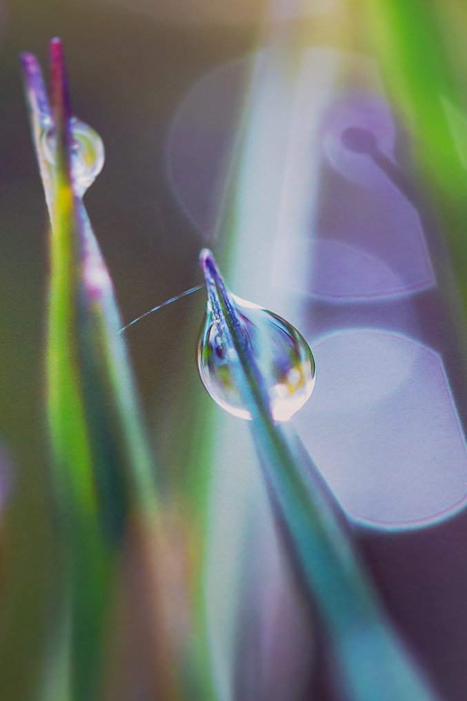 Inna Etuvgi - Rainbow Walkers #4.3