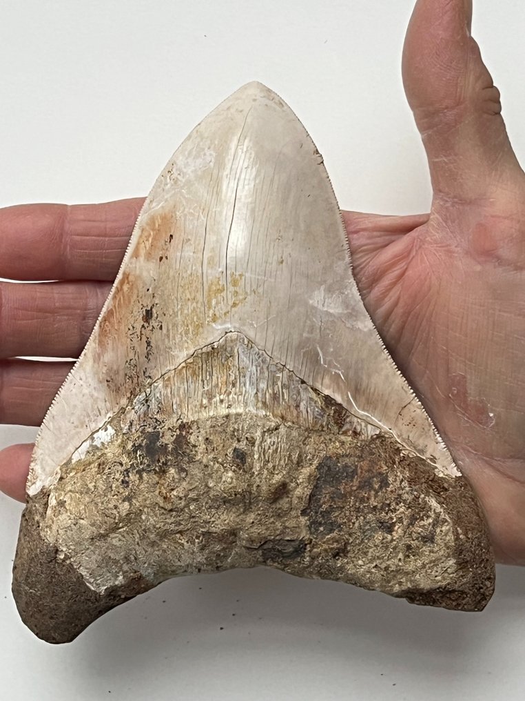Enorme dente di Megalodonte 14,4 cm - Dente fossile - Carcharocles megalodon  (Senza Prezzo di Riserva) #1.1