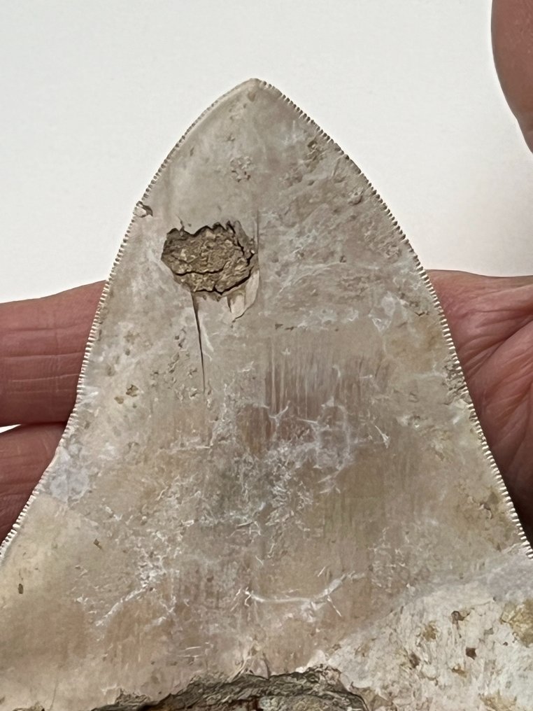 Jättestor Megalodon-tand 14,4 cm - Fossil tand - Carcharocles megalodon  (Utan reservationspris) #2.1
