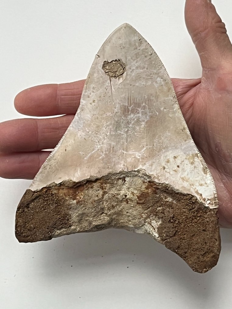 Enorme dente di Megalodonte 14,4 cm - Dente fossile - Carcharocles megalodon  (Senza Prezzo di Riserva) #1.2