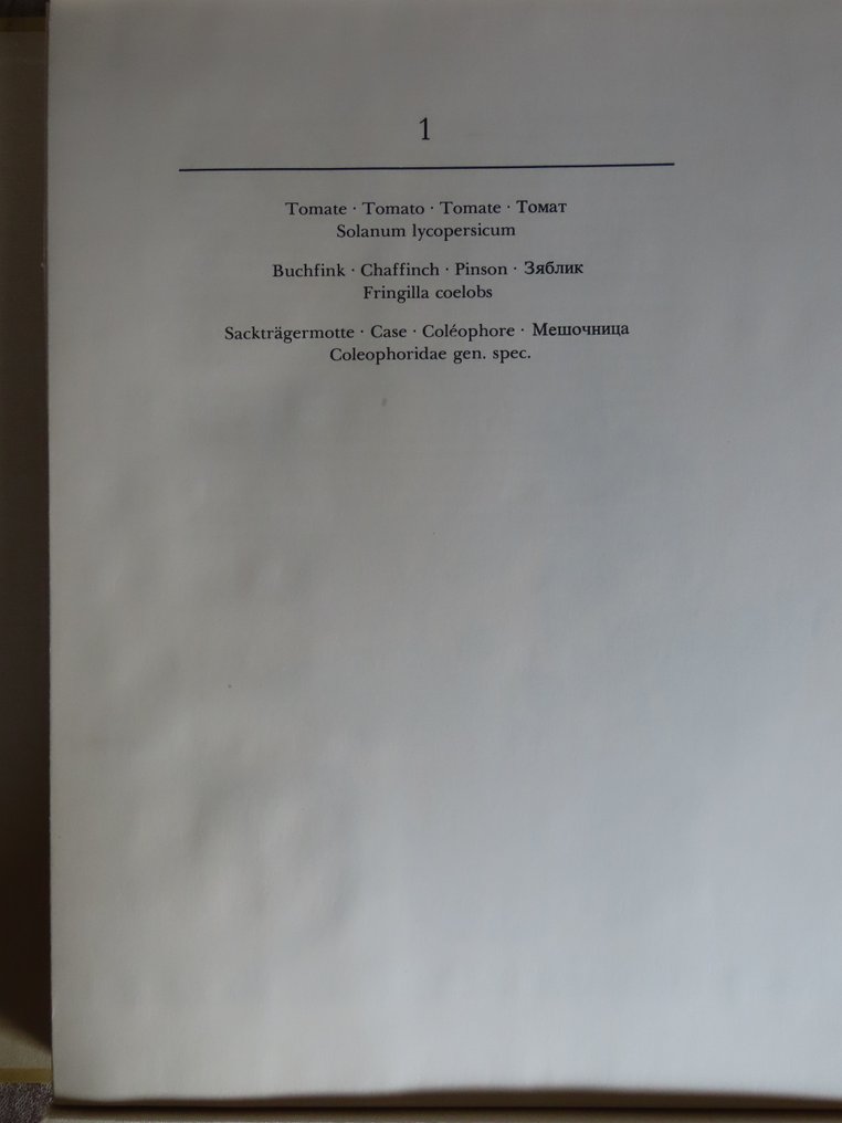 Maria Sybilla Merian - Aquarellen uit Leningrad | Leningrader Aquarelle - 1974 #4.3