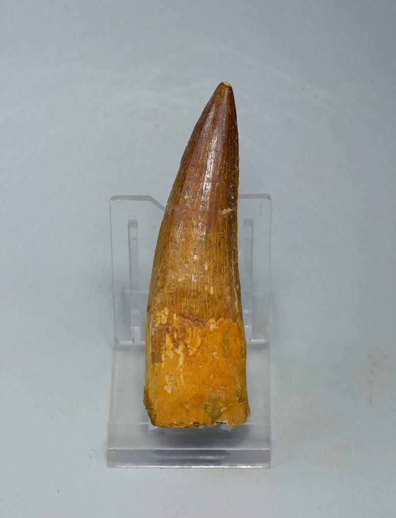 Dinosaur - Fossil tand - Spinosaurus sp. - 8.7 cm #1.0