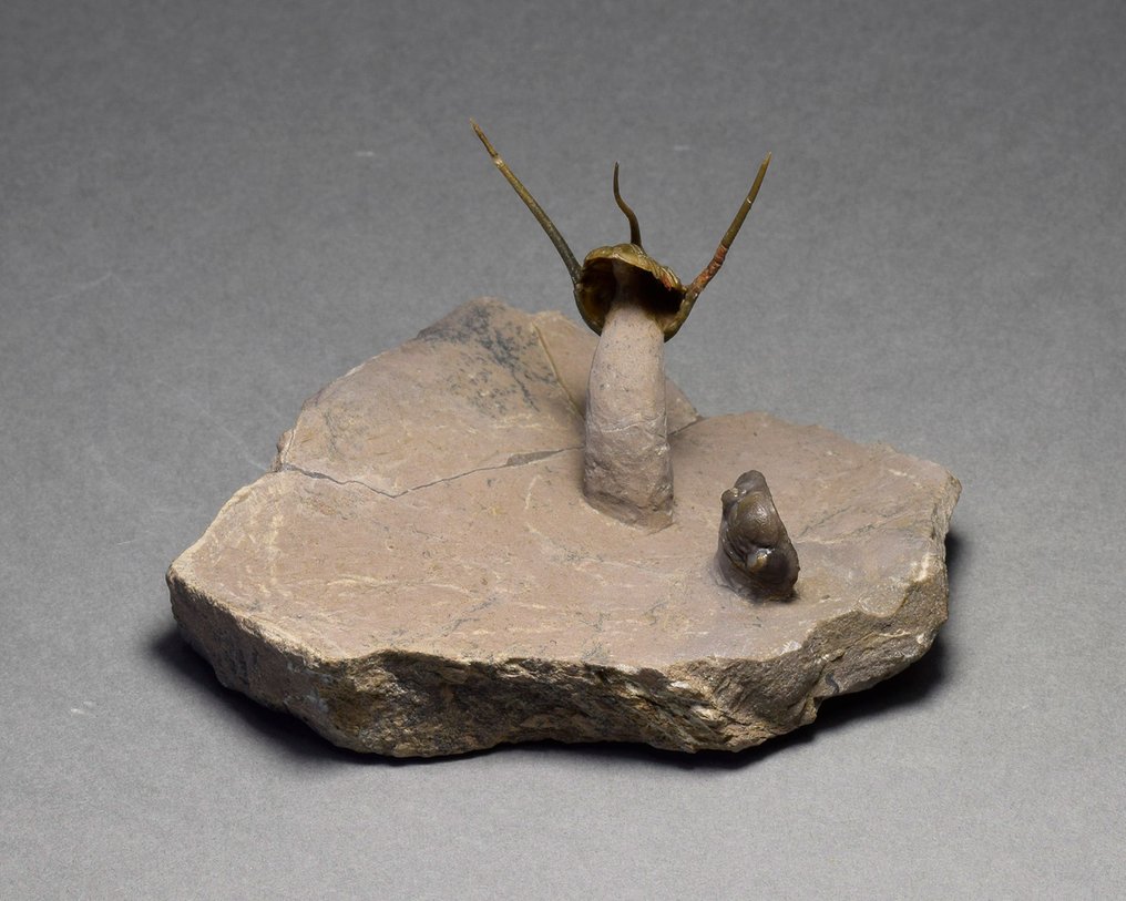 絢麗的刺三葉蟲 - 動物化石 - Cyphaspis sp. #3.1