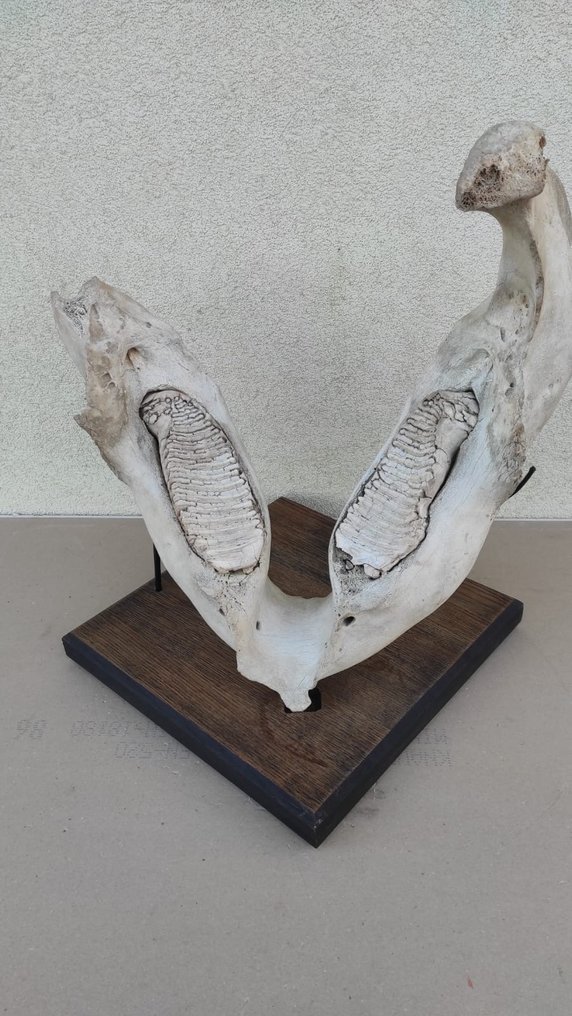 Mamute-lanoso - Fragmento fóssil - 39 cm #1.2