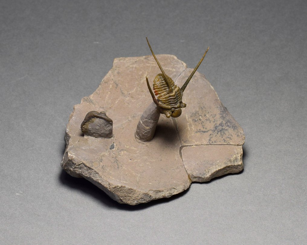 絢麗的刺三葉蟲 - 動物化石 - Cyphaspis sp. #2.1