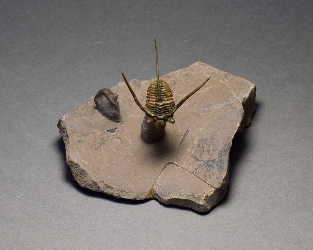 絢麗的刺三葉蟲 - 動物化石 - Cyphaspis sp. #1.1