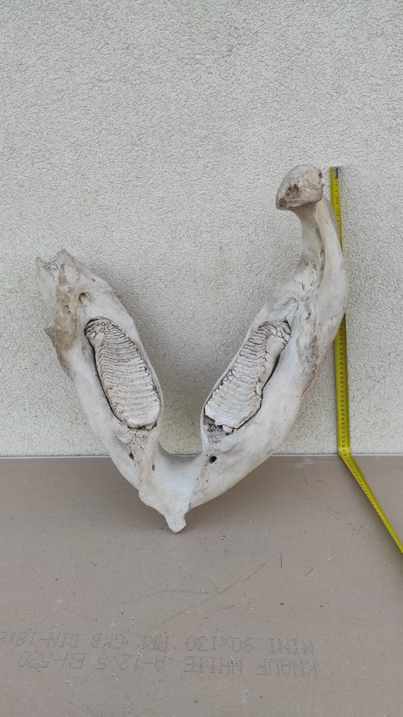 Mamut włochaty - Fragment skamieniałości - 39 cm #1.1
