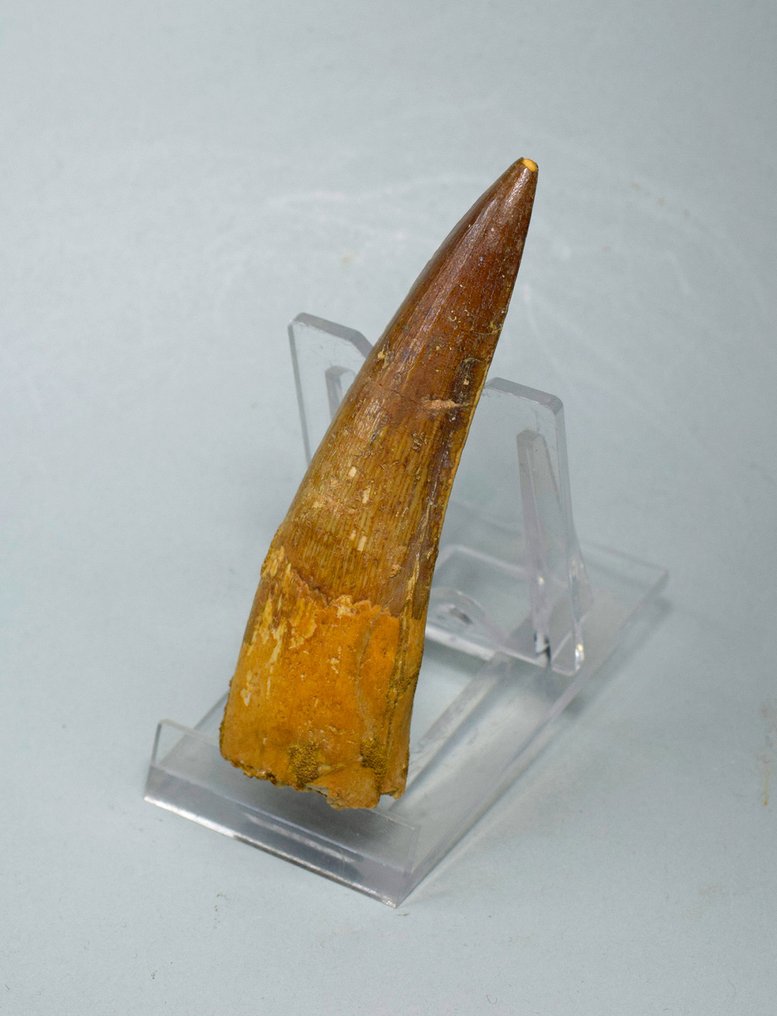 Dinosaur - Fossil tand - Spinosaurus sp. - 8.7 cm #3.2