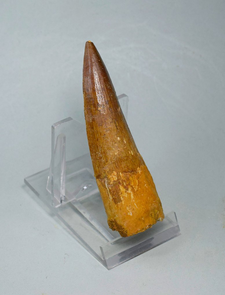 Dinosaur - Fossil tand - Spinosaurus sp. - 8.7 cm #2.1